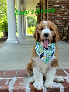 Zoey's Green boy standard Pyredoodle 