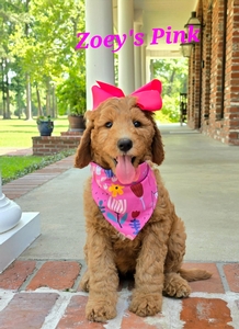 Zoey's Pink Girl standard Pyredoodle