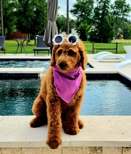 Wimberly's Lilac Girl F1B Standard Goldendoodle