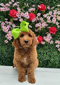 Hadley's Lime Girl Standard Goldendoodle