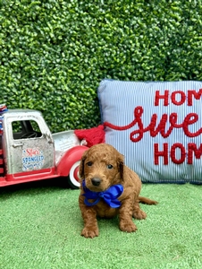 Maggie West's Blue Boy mini Goldendoodle 
