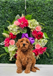 May 23rd Puppy - Bailey / Teddy medium GoldenDoodle