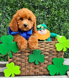 Rosie's Blue Boy - F1BB Medium Goldendoodle