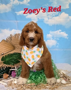 Zoey's Red Boy standard Pyredoodle 