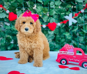 mini pyredoodles for sale