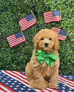Rosie's Green Boy