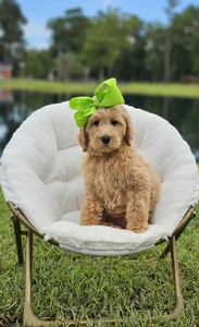 Wimberly's Lime Girl F1B Mini /Medium Goldendoodle