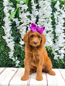 Harper's Purple Girl F1BB Standard Goldendoodle
