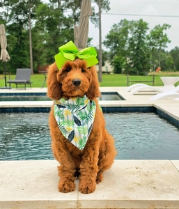 Harper's Lime Girl F1BB Standard Goldendoodle
