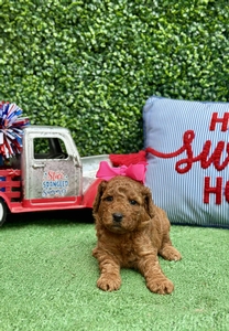 Magggie West's Pink Girl mini Goldendoodle 