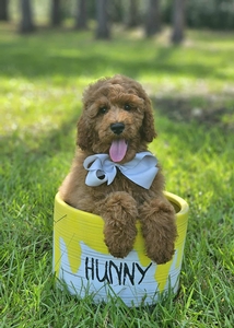 Wimberly's Silver Boy F1B Medium Goldendoodle