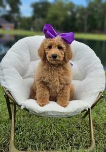 Wimberly's Purple Girl F1B Mini /Medium Goldendoodle