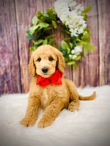 Dixie's Red Boy 
