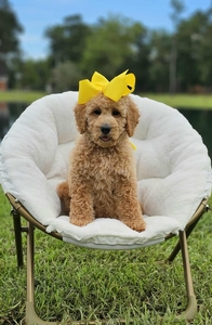 Wimberly's Yellow Girl F1B  Mini /Medium Goldendoodle
