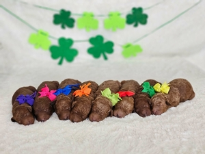  May 5th Puppies - Bella / Beau Multigen Mini Gooldendoodle 