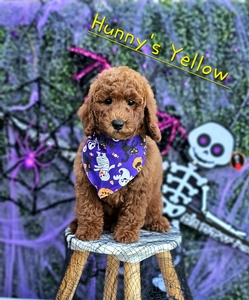 Hunni's Yellow Girl Petite Mini Goldendoodle