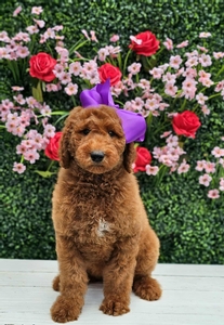 Hadley's Purple Girl Standard Goldendoodle