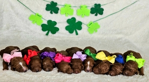  May 2nd Puppies - Harper / Ollie F1BB Standard Goldendoodles 