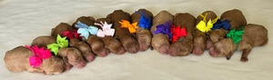 June Pupies - Gracie / Beau F1BB Medium Goldendoodle 