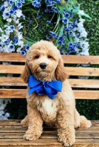 Kaia's Blue Boy F1B Medium Goldendoodle