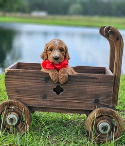Charlie Rae's Red Boy