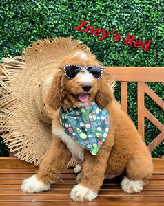 Zoey's Red Boy standard Pyredoodle 