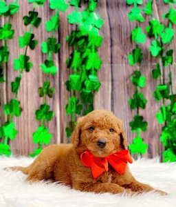 Dixie's Orange Boy F1B mini /medium GoldenDoodle