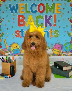 Lennon's Yellow Girl F1BB Medium Goldendoodle