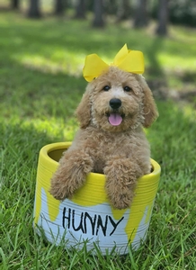 Wimberly's Yellow Girl F1B  Mini /Medium Goldendoodle