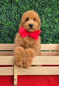 Gracie's Red Boy F1BB Mini/Med Goldendoodle