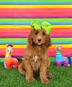 Harper's Lime Girl F1BB Standard Goldendoodle