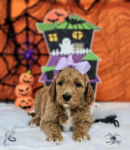 Apple's Lilac Girl F1B Standard Goldendoodles
