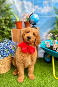 Wimberly's Red Boy - F1B Standard Goldendoodle