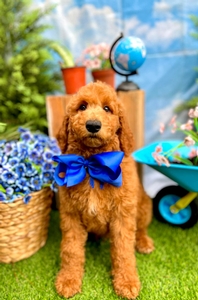 Wimberly's Blue Boy - F1B Standard Goldendoodle