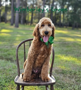 Wimberly's Green Boy F1B Medium Goldendoodle