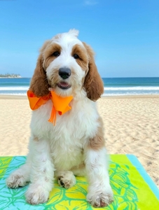 Charlie G's Orange Boy Boy Multigen Standard Goldendoodle