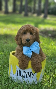 Wimberly's Light Blue Boy F1B Medium Goldendoodle