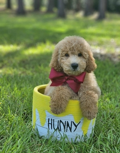 Wimberly's Maroon Boy F1B Medium Goldendoodle