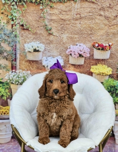 Charlie Rae's Purple Girl