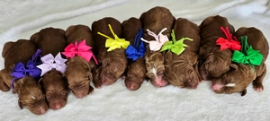  May Puppies - Harper / Ollie F1BB Standard Goldendoodles 
