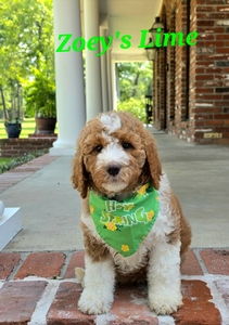 Zoey's Lime Girl standard Pyredoodle