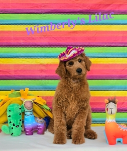 Wimberly's Lilac Girl F1B Standard Goldendoodle