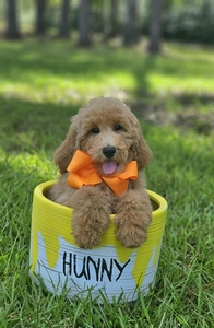 Wimberly's Orange Boy F1B Medium Goldendoodle