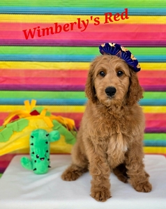 Wimberly's Red Boy - F1B Standard Goldendoodle