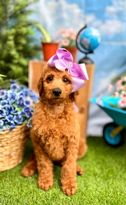 Wimberly's Lilac Girl F1B Standard Goldendoodle