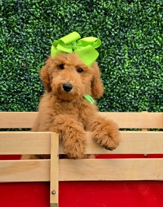 Gracie's Lime Girl F1BB Medium Goldendoodle
