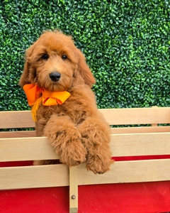 Gracie's Orange Boy F1BB Medium Goldendoodle