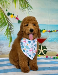 Peaches Blue Boy Mini Goldendoodle 