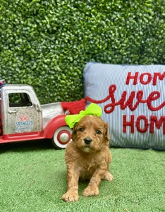 Maggie West's Lime Girl mini Goldendoodle