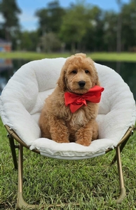 Wimberly's Red Boy F1B Mini /Medium Goldendoodle